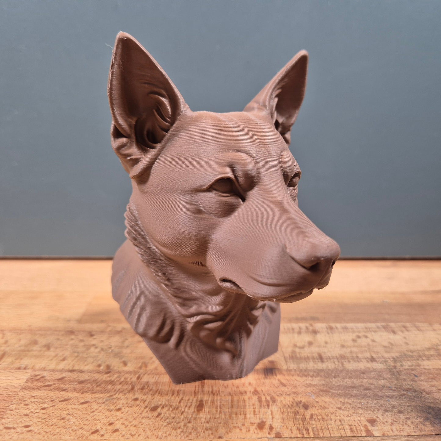 Australian Cattle Dog Bust