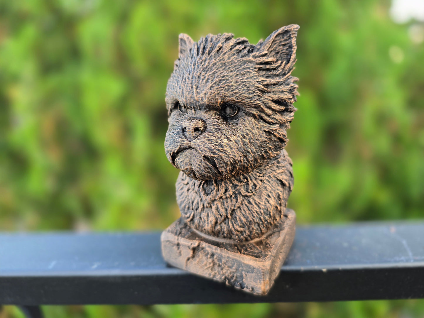 Affenpinscher Bust