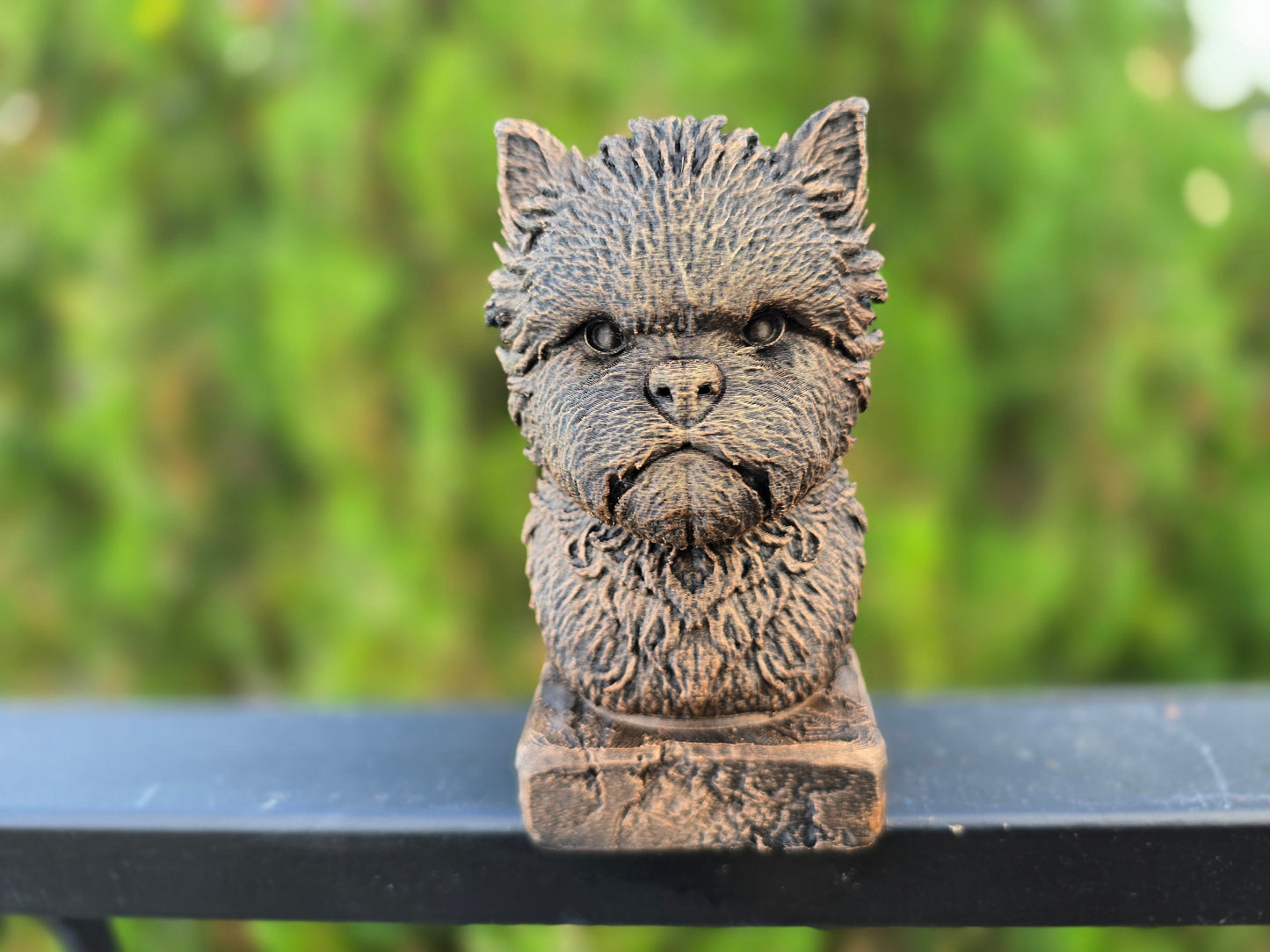 Affenpinscher Bust