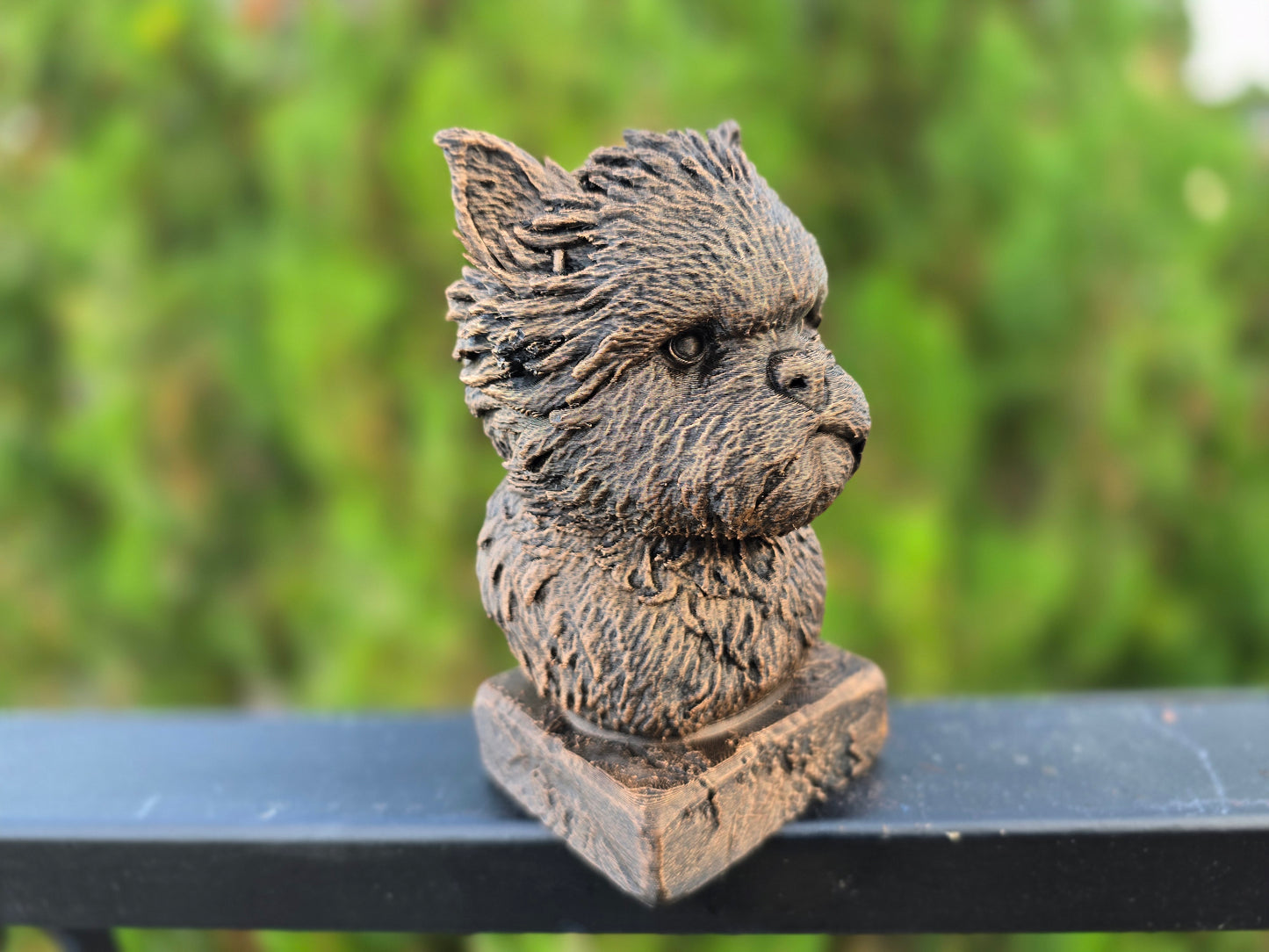 Affenpinscher Bust
