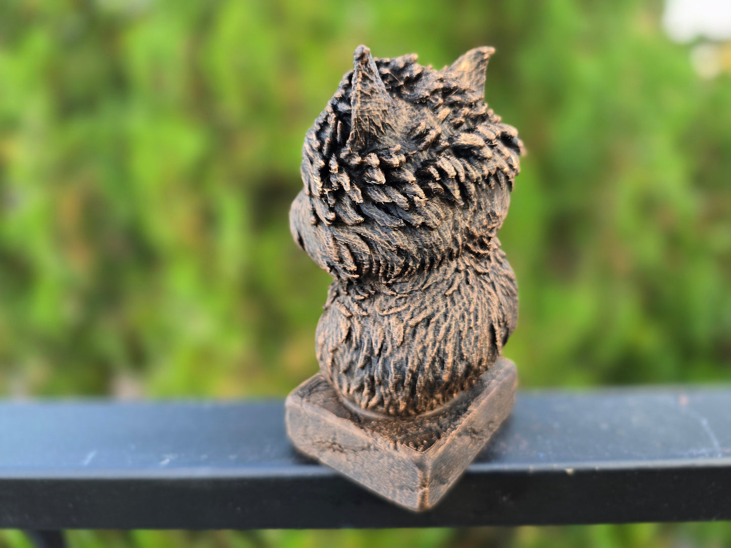 Affenpinscher Bust