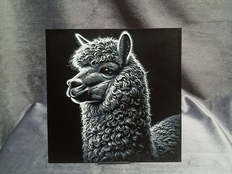 Alpaca