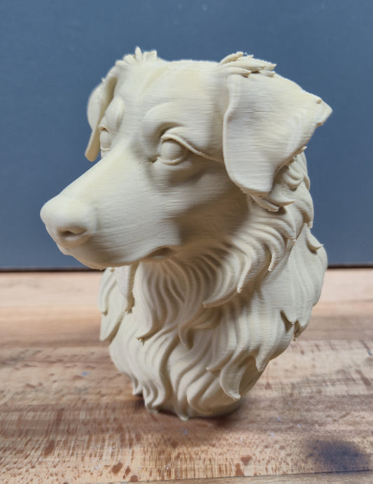 Australian Shepherd Bust