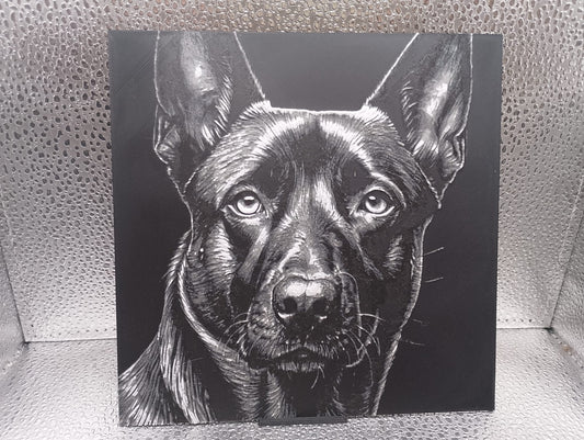 Belgian Malinois Hueforge