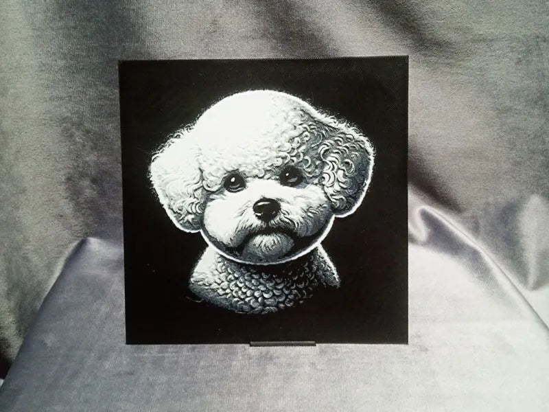 Bichon Frise (French Bolognese)