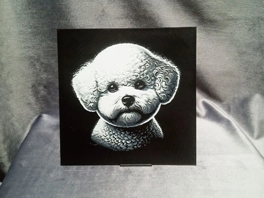 Bichon Frise (French Bolognese)