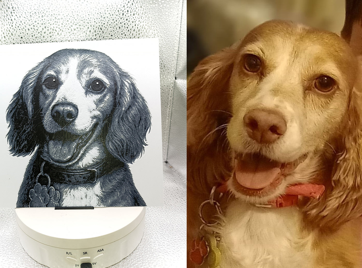 Pet Art from own photo