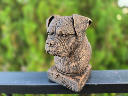 Bulloxer Bust