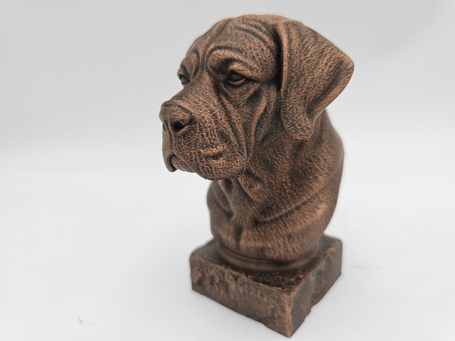 Cane Corso Bust