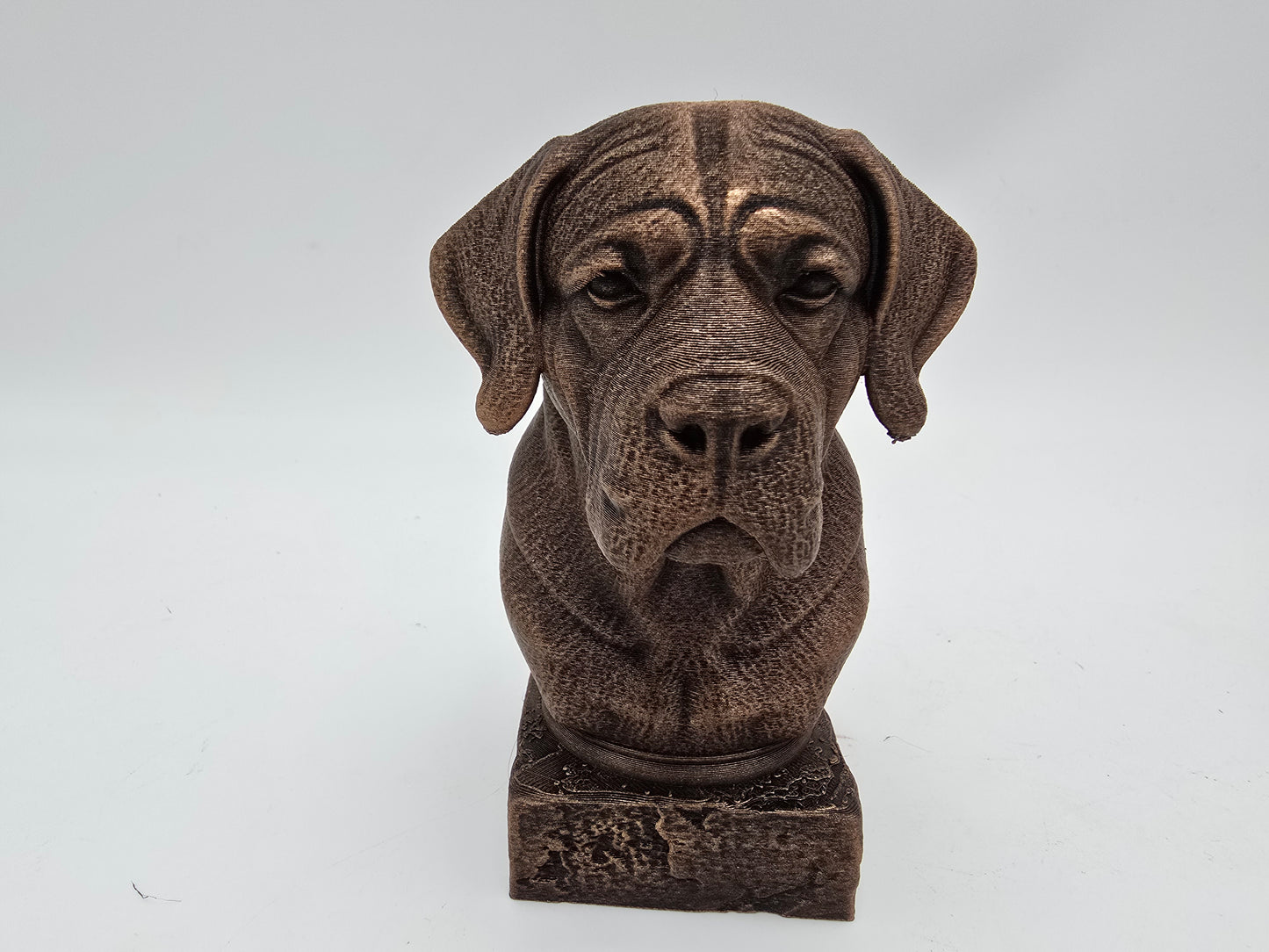Cane Corso Bust