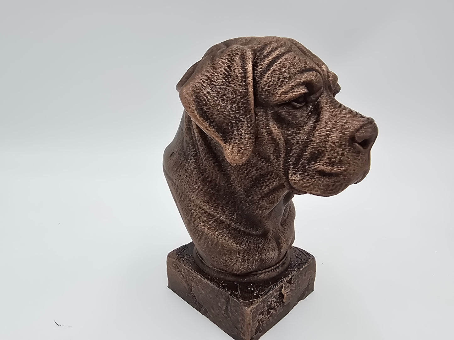Cane Corso Bust
