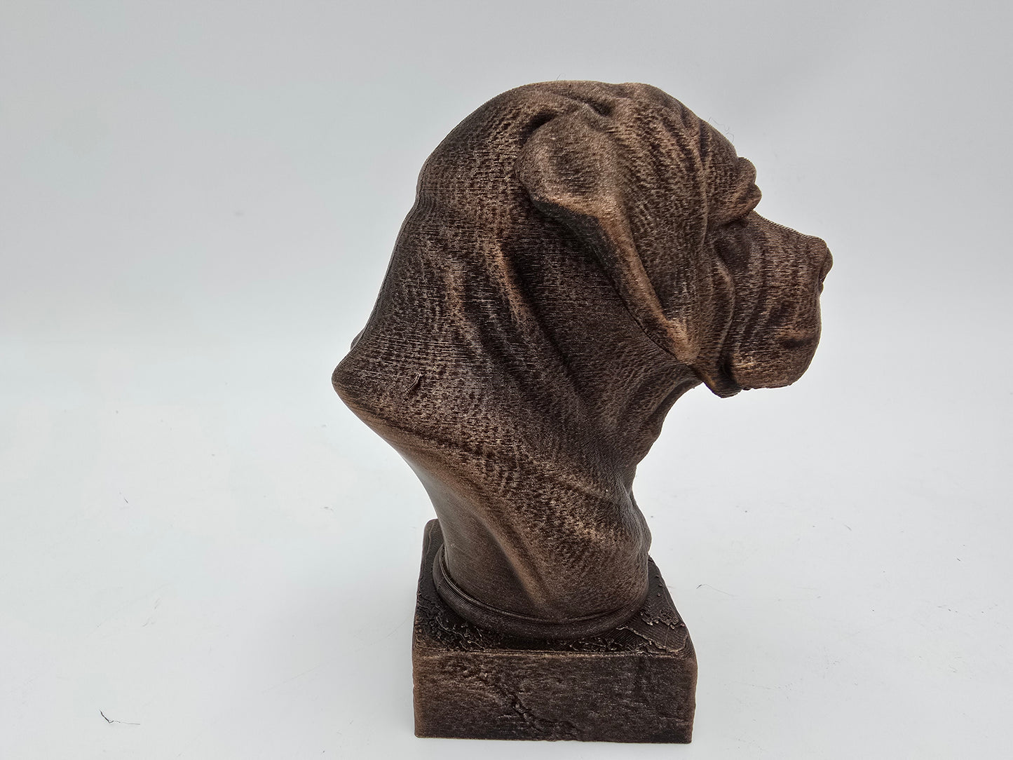 Cane Corso Bust