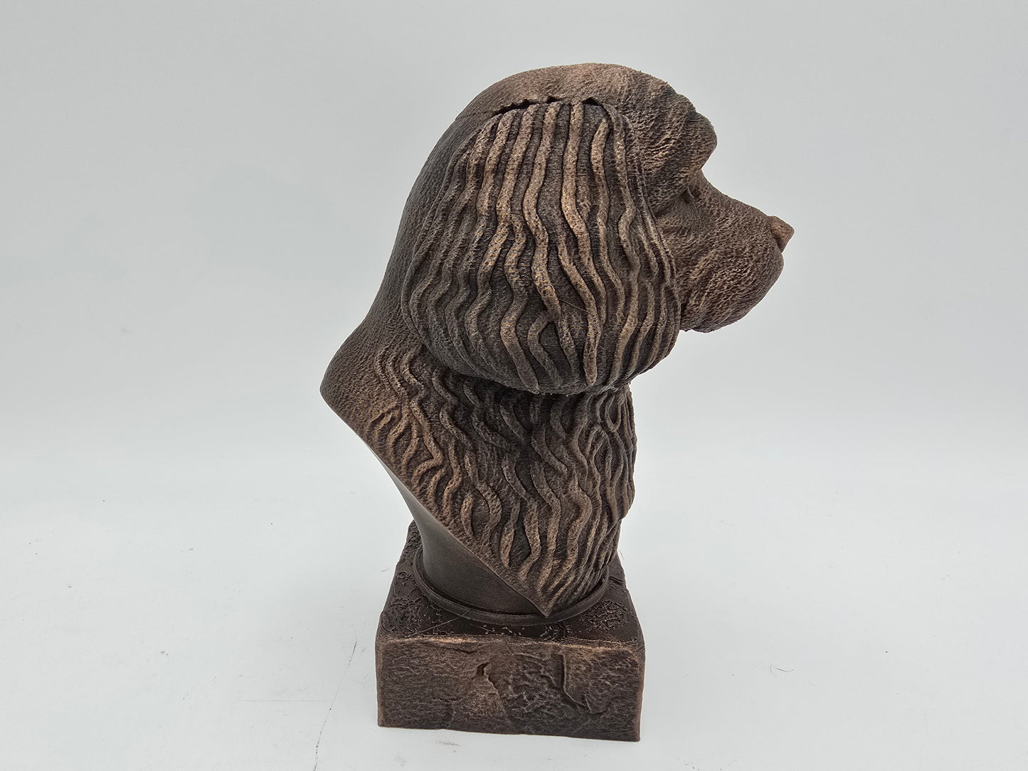 Cavapoo Bust
