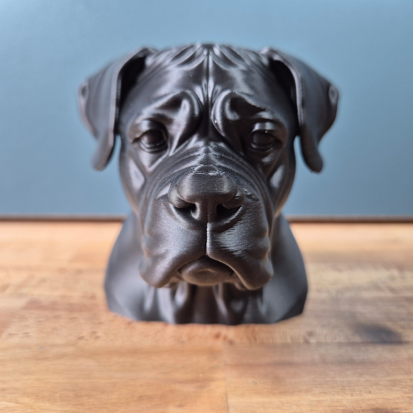 Cane Corso Bust