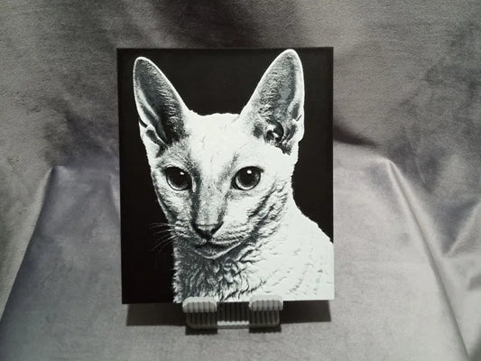 Cornish Rex Cat