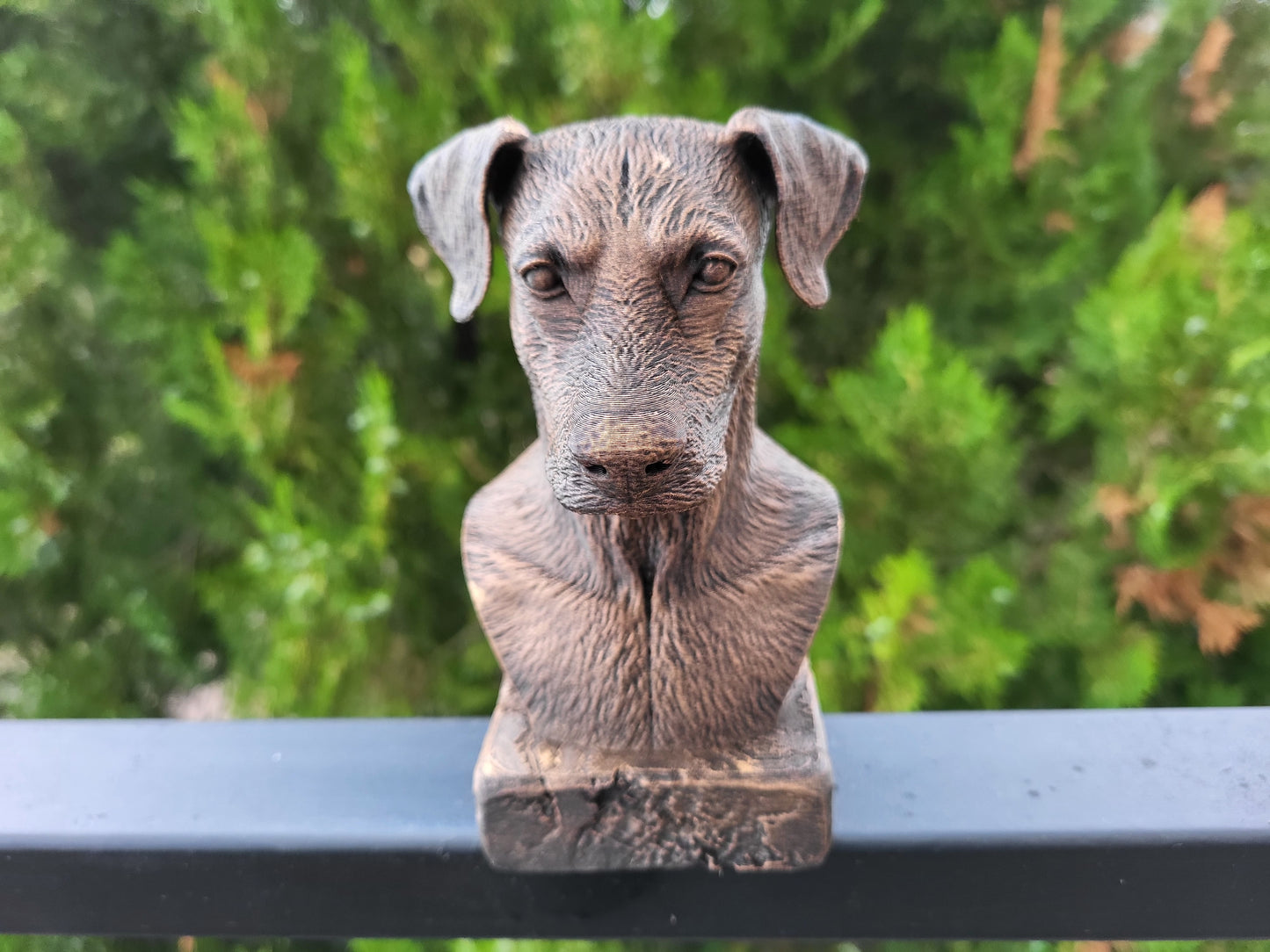 Doberman Bust