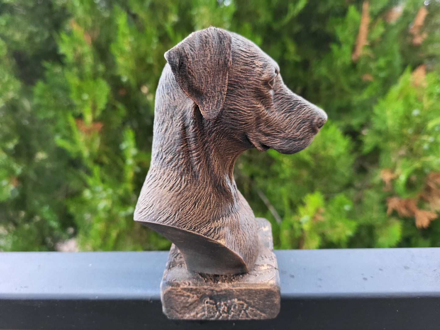 Doberman Bust