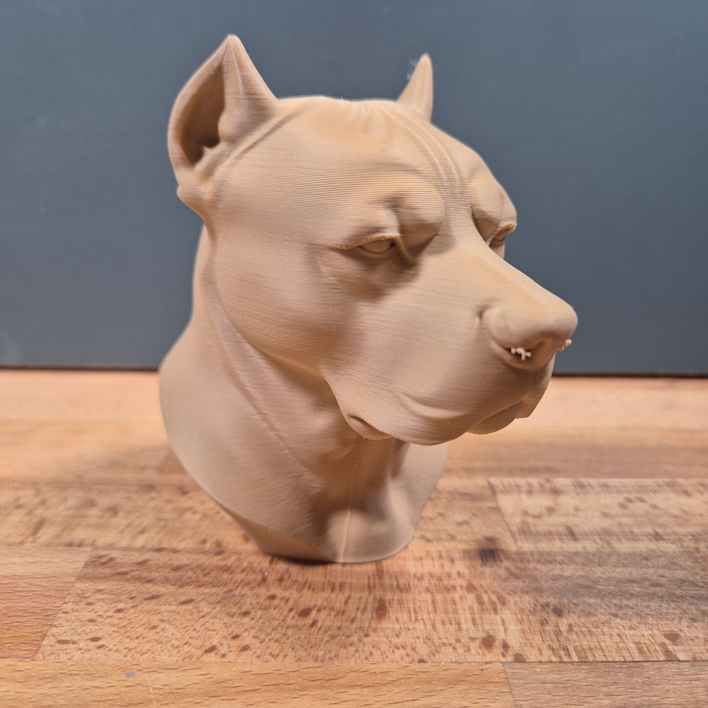 Dogo Argentino Bust