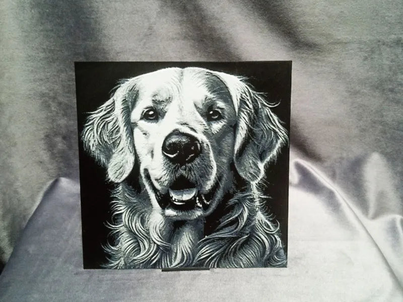 Golden Retriever Dog