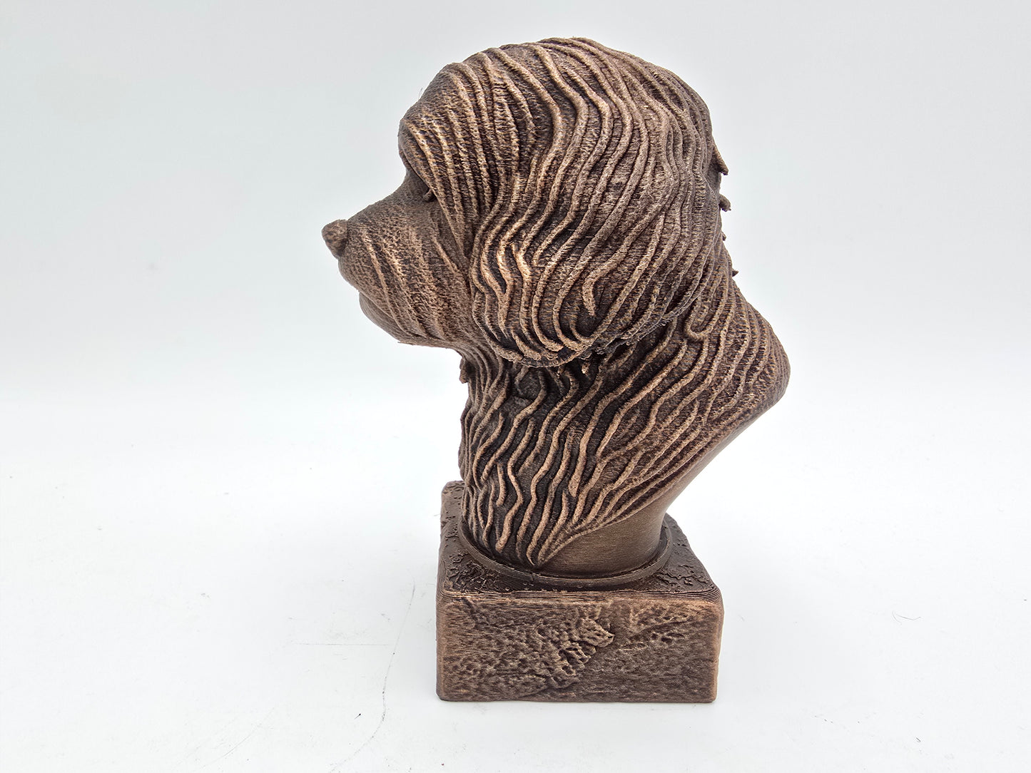 Havanese Bust