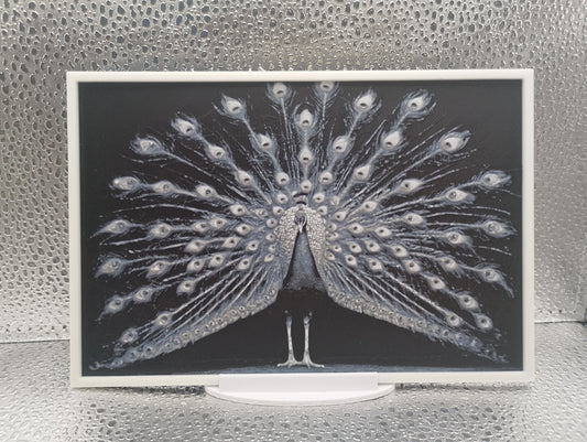 Peacock hueforge
