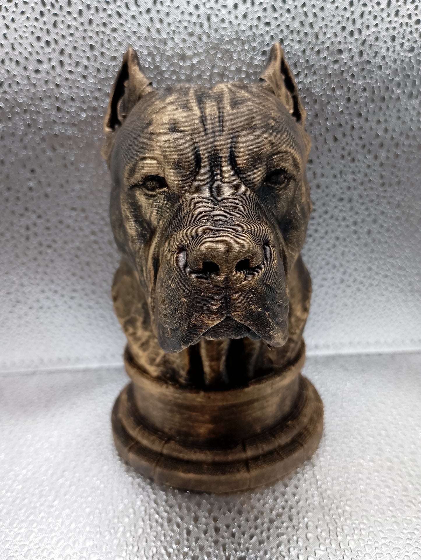 Presa Canario Bust
