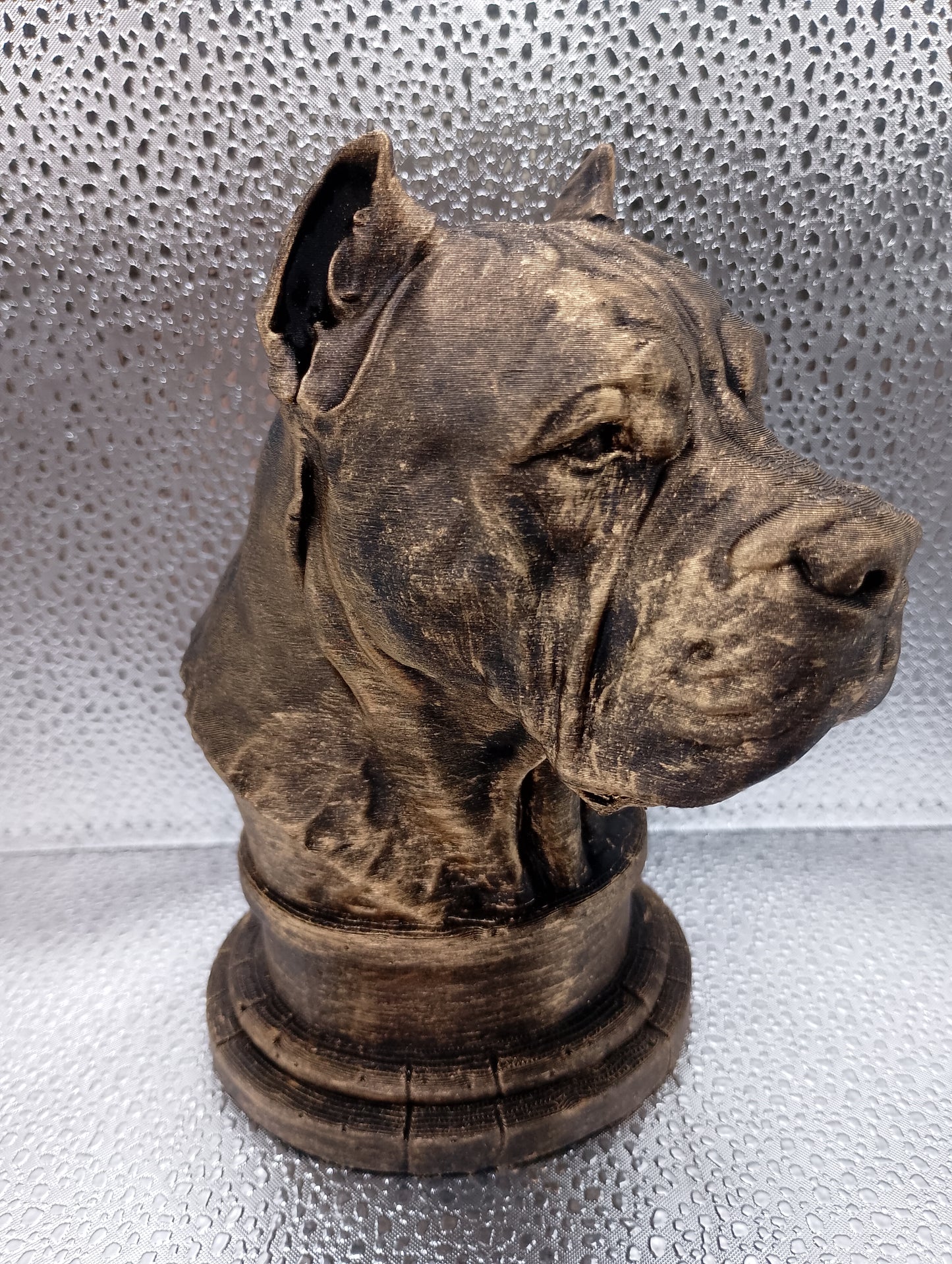Presa Canario Bust