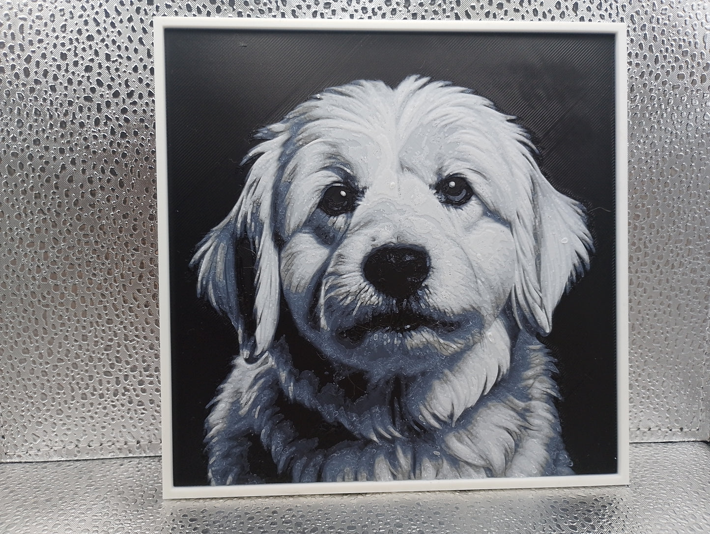 Coton de Tulear - Hueforge