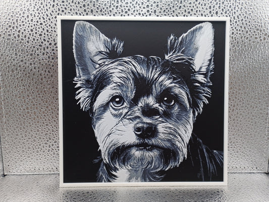 Biewer Yorkshire Terrier - Hueforge