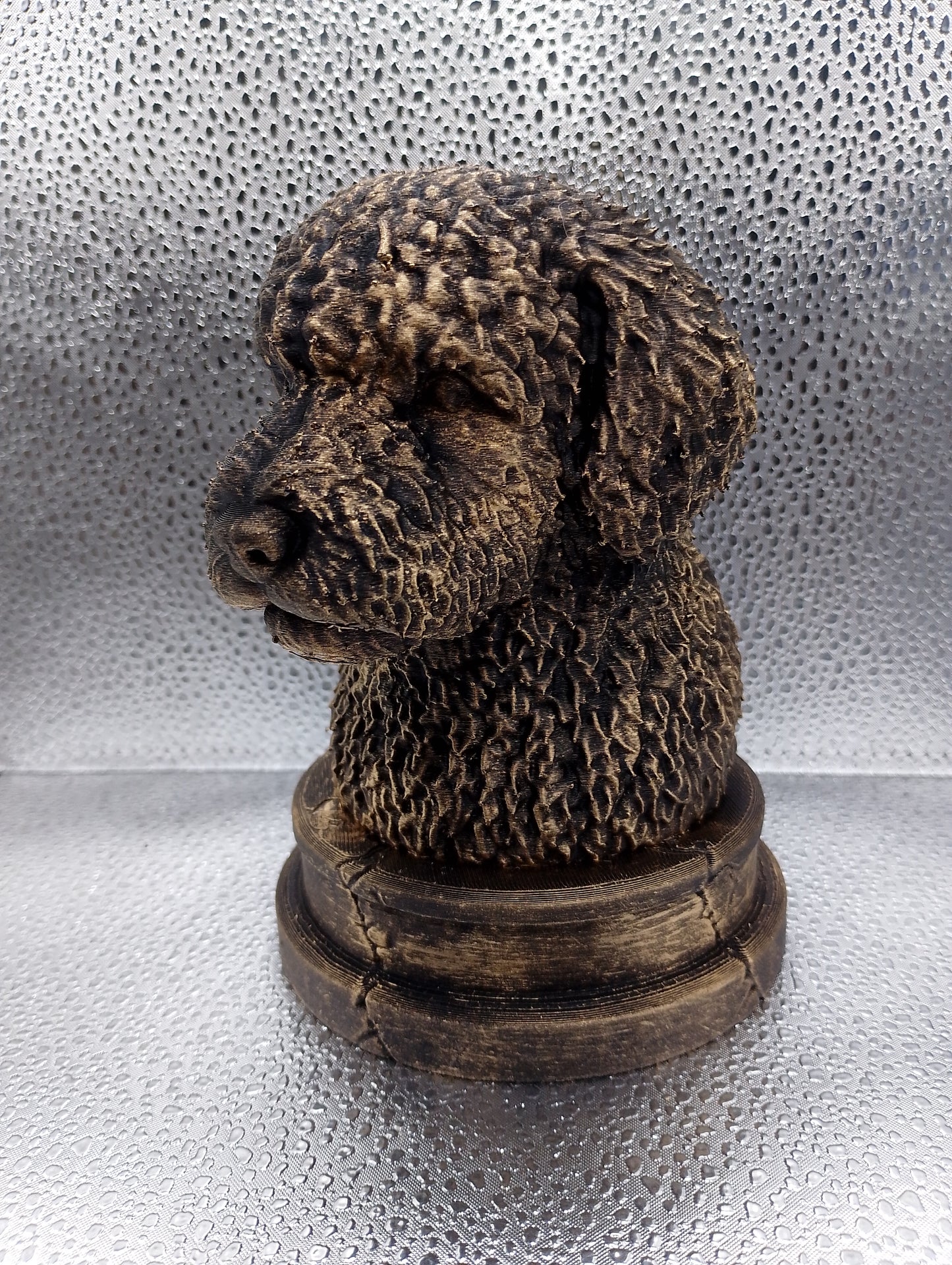 Spanish Water Dog Bust