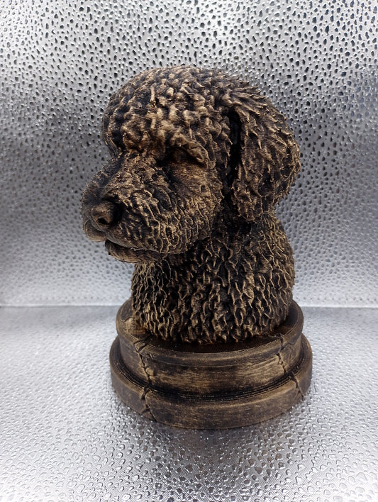 Spanish Water Dog Bust