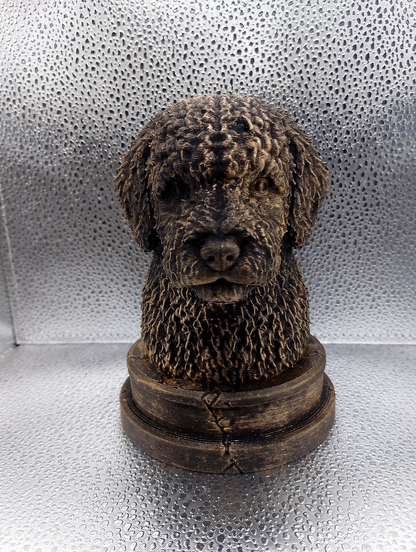 Spanish Water Dog Bust
