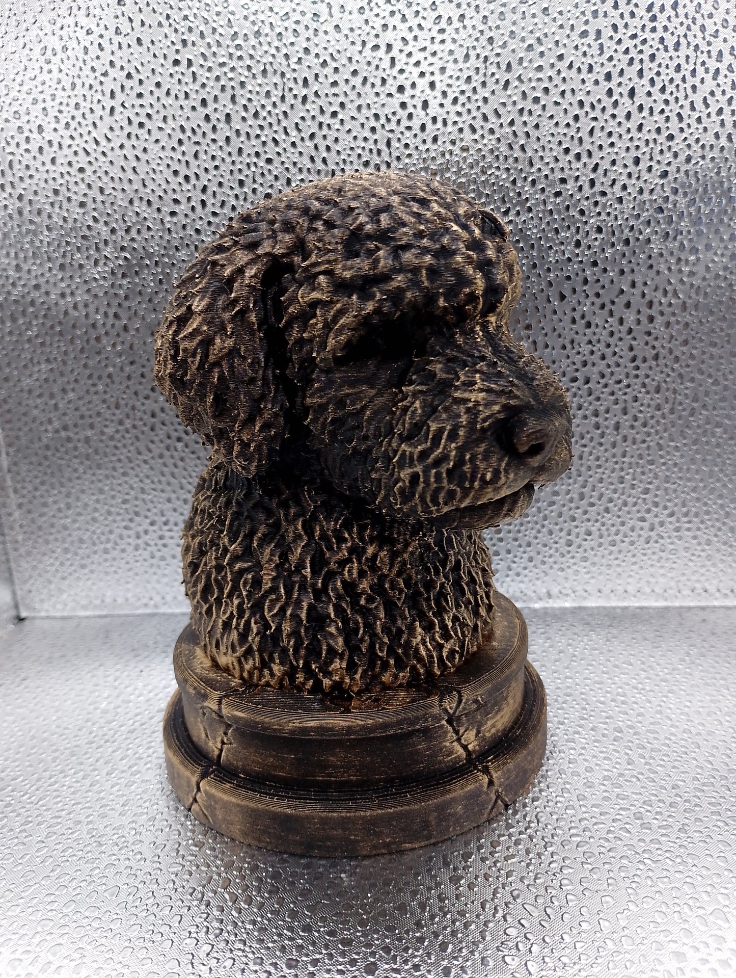 Spanish Water Dog Bust