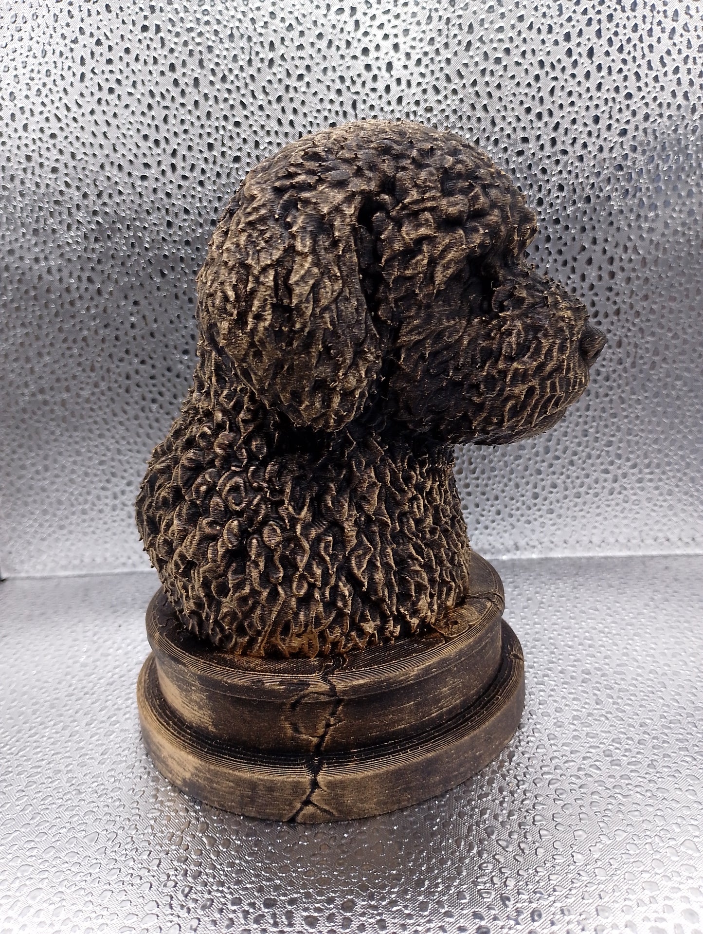 Spanish Water Dog Bust