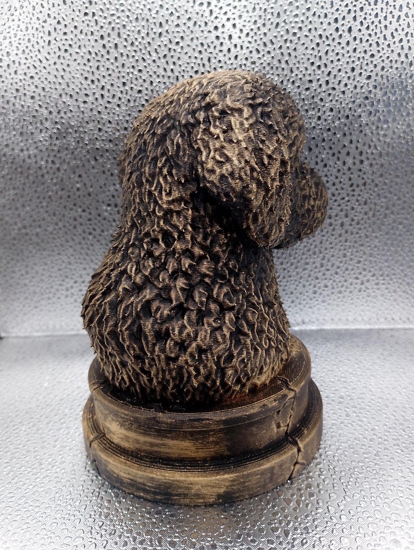 Spanish Water Dog Bust