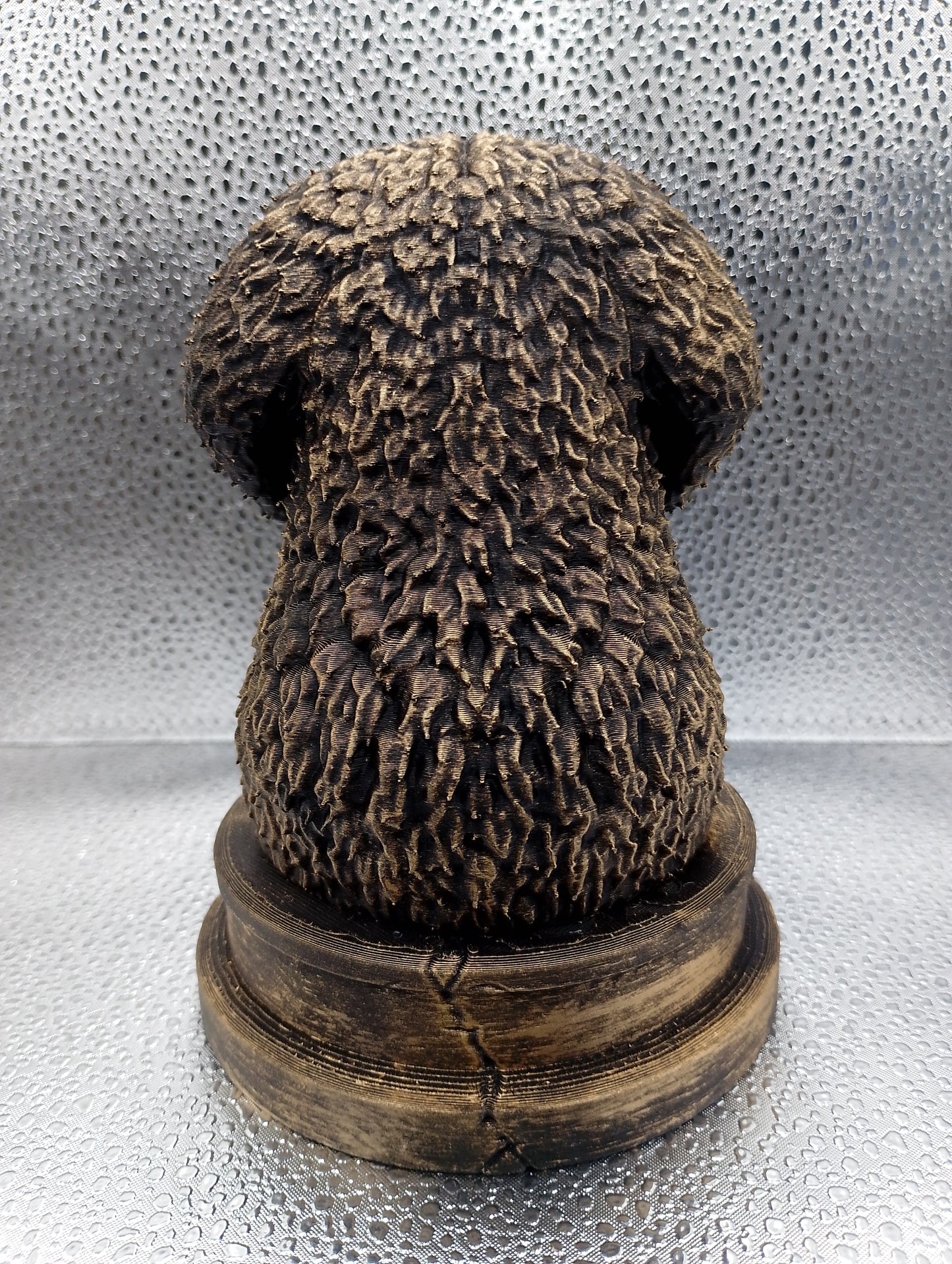 Spanish Water Dog Bust