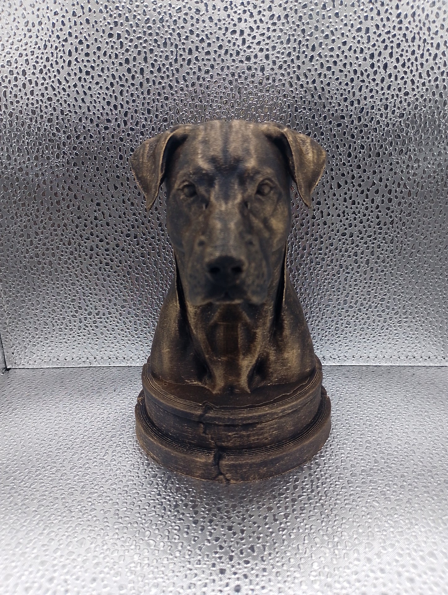 Blue Lacy Dog Bust