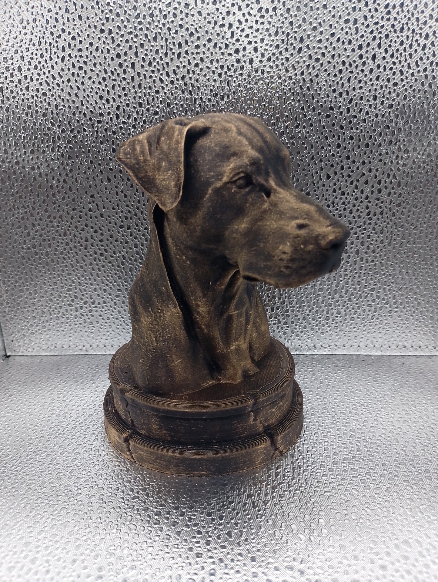 Blue Lacy Dog Bust