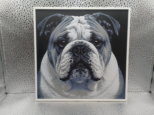 English Bulldog - Hueforge