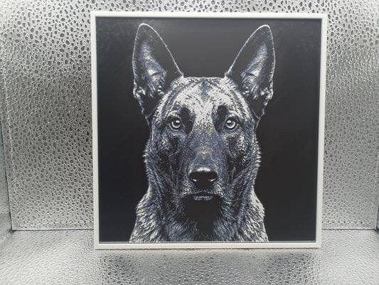 Dutch Shepherd - Hueforge