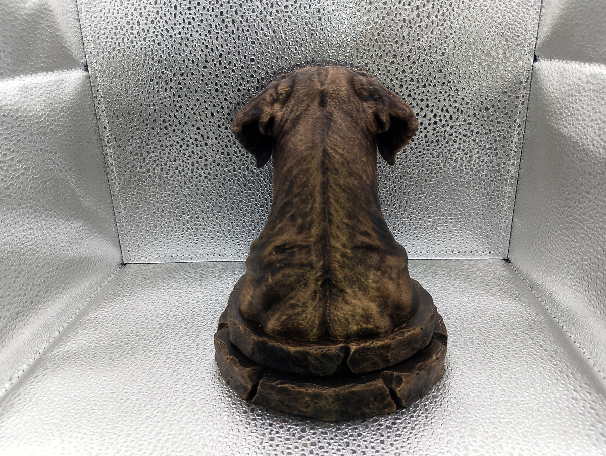 Dogo Argentino Bust