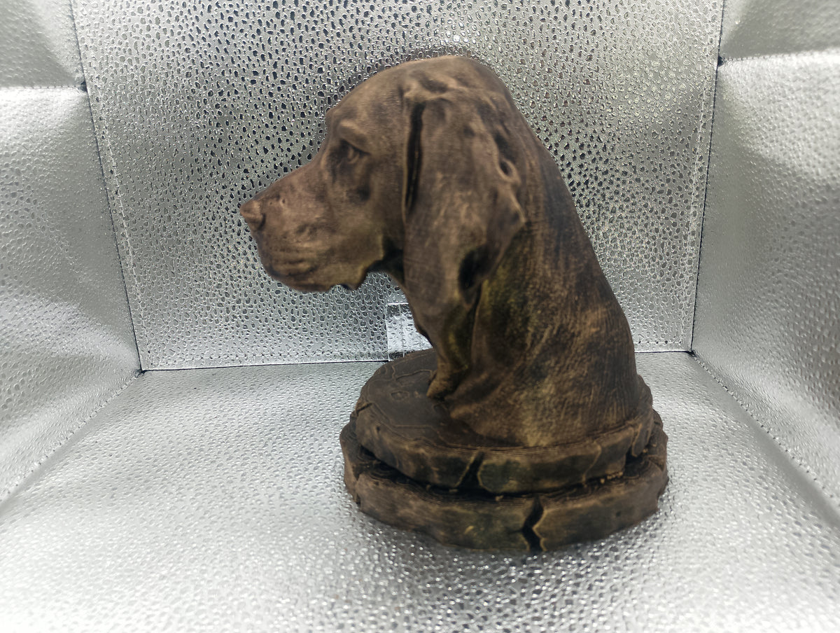 Foxhound Bust