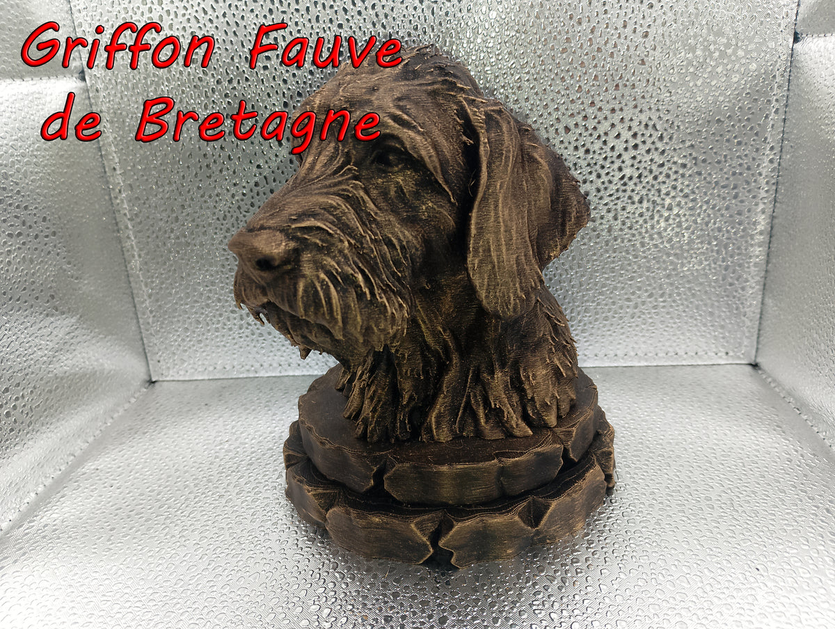 Griffon Fauve de Bretagne Bust