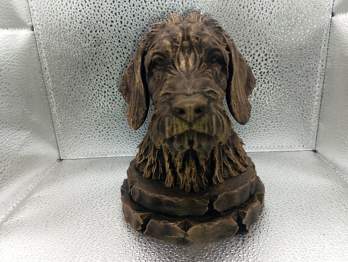 Griffon Fauve de Bretagne Bust