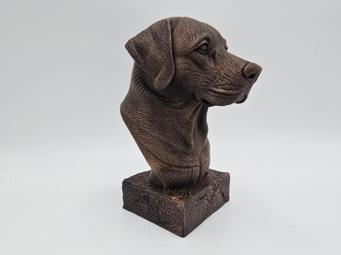 Labrador Bust