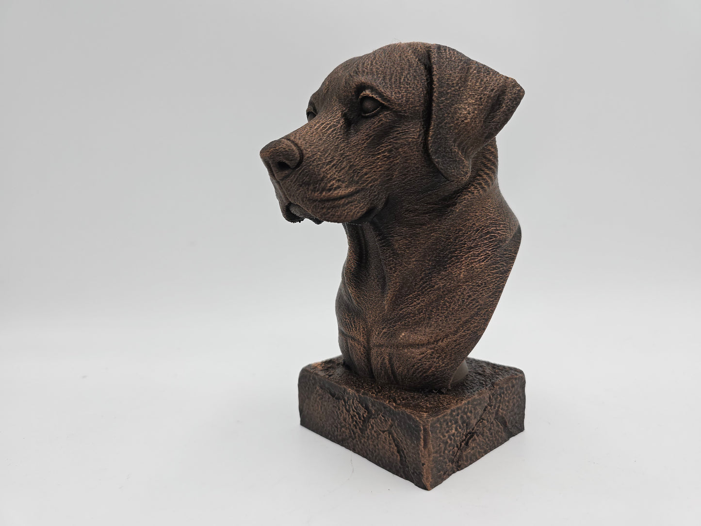 Labrador Bust