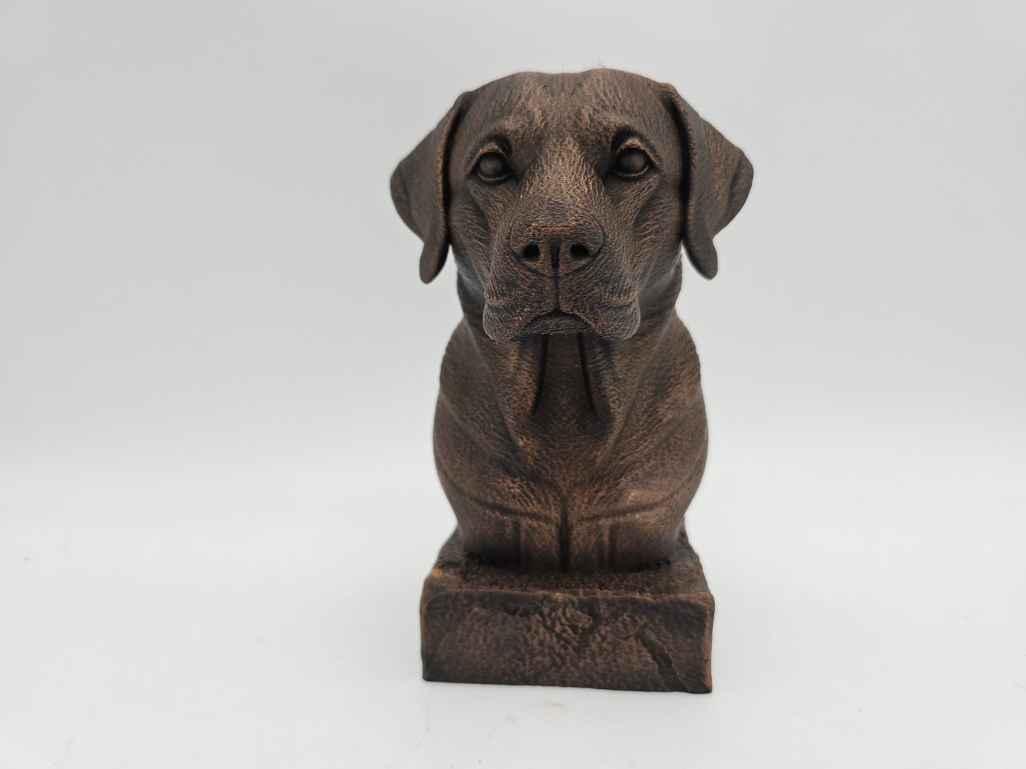 Labrador Bust