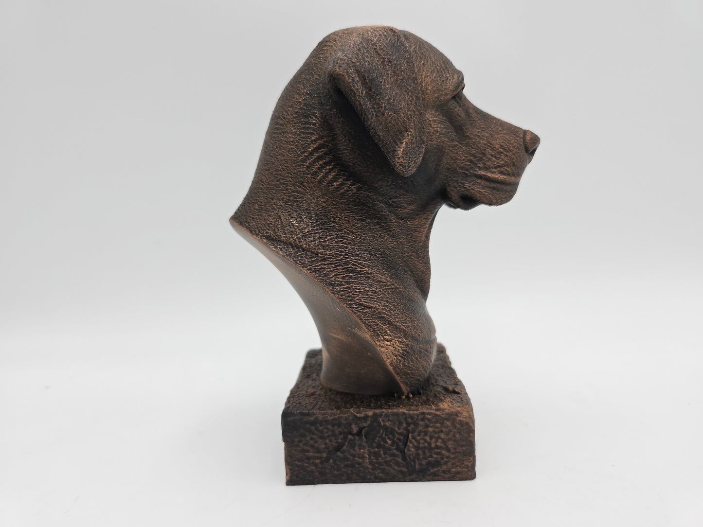 Labrador Bust