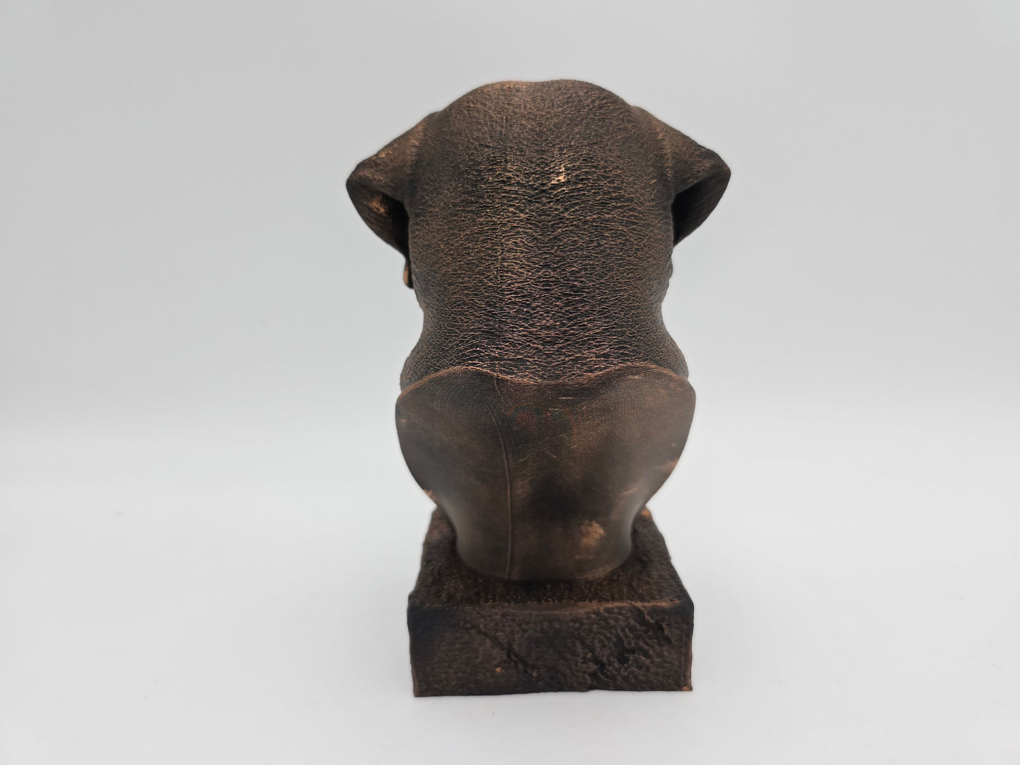 Labrador Bust