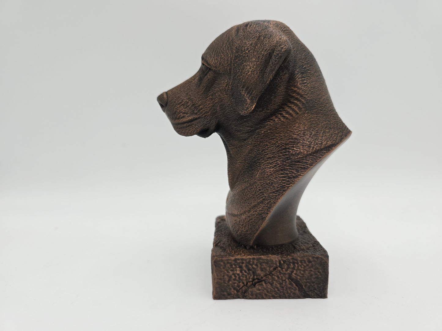 Labrador Bust